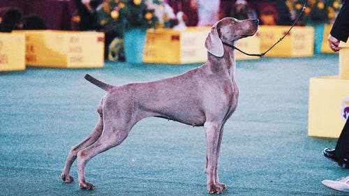 WKC Trending Image: Dog Show 101: What’s what at the Westminster Kennel Club