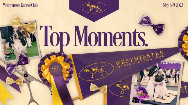 2023 Westminster Dog Show: Group winners, top moments