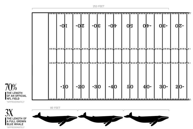 blue whale comparison football field