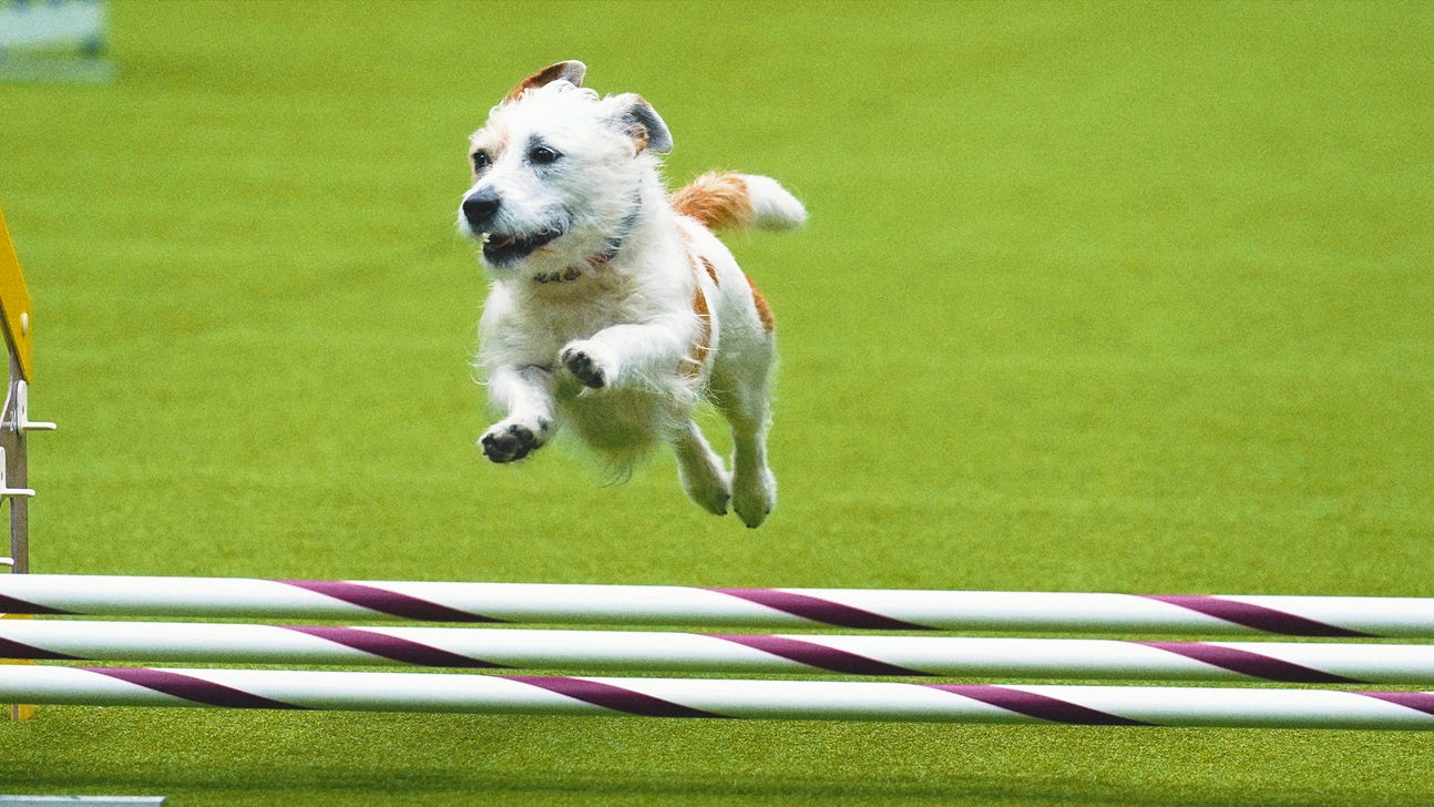 Dog shops agility race