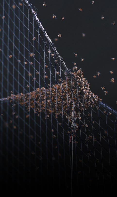 Bee swarm delays Dodgers-Diamondbacks game for two hours