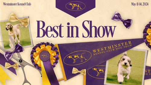 WKC Trending Image: Sage the Miniature Poodle wins Best in Show at 2024 Westminster Dog Show