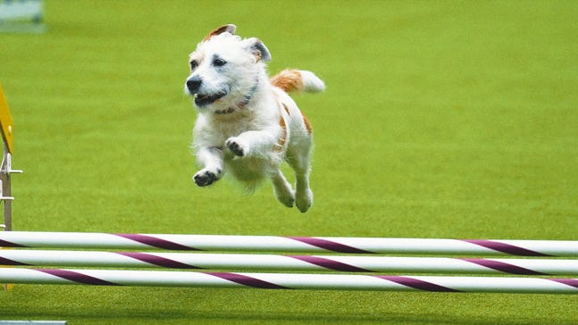 2024 Westminster Kennel Club Dog Show: What's what at this year's competition
