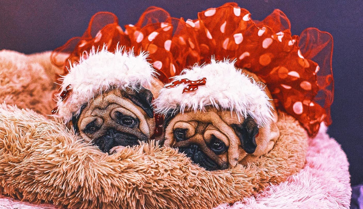 Jaw-Dropping Research Exposes the Bizarre, Puzzling Truth Behind Westminster’s Ridiculous Dog Names