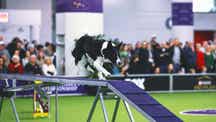WKC Trending Image: 2025 WKC Dog Show: Vanish the Border Collie wins Masters Agility Championship