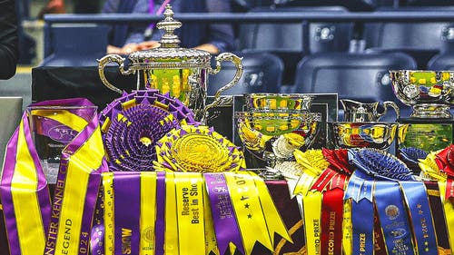 WKC Trending Image: What makes a dog a winner? A Westminster Kennel Club judge explains