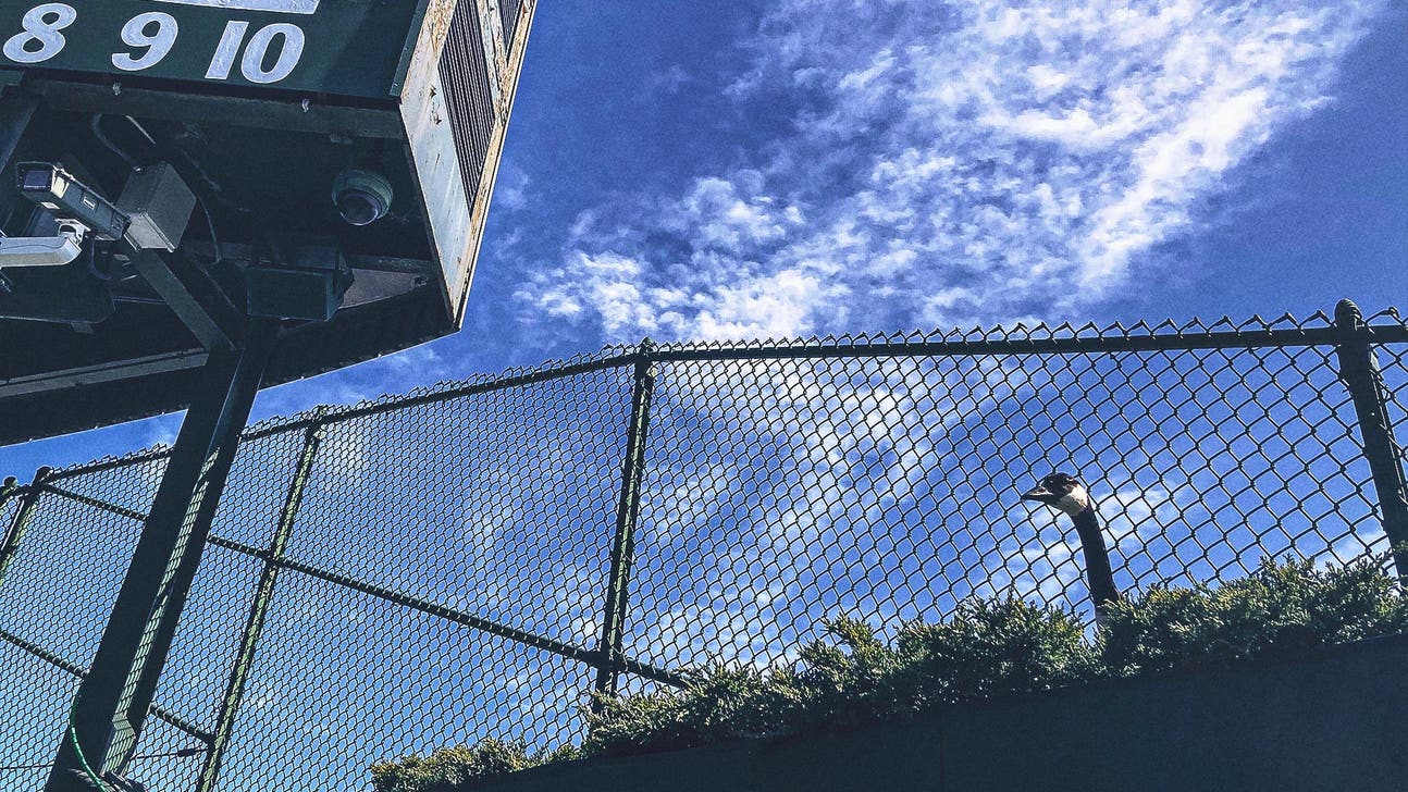 Chicago Cubs praised by PETA for response to viral goose nest at Wrigley