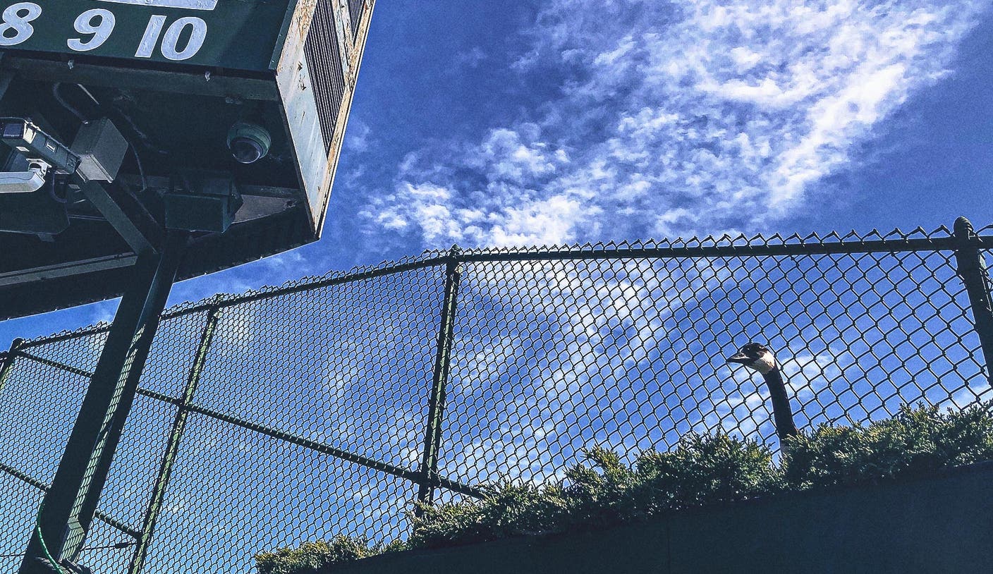 Chicago Cubs praised by PETA for response to viral goose nest at Wrigley