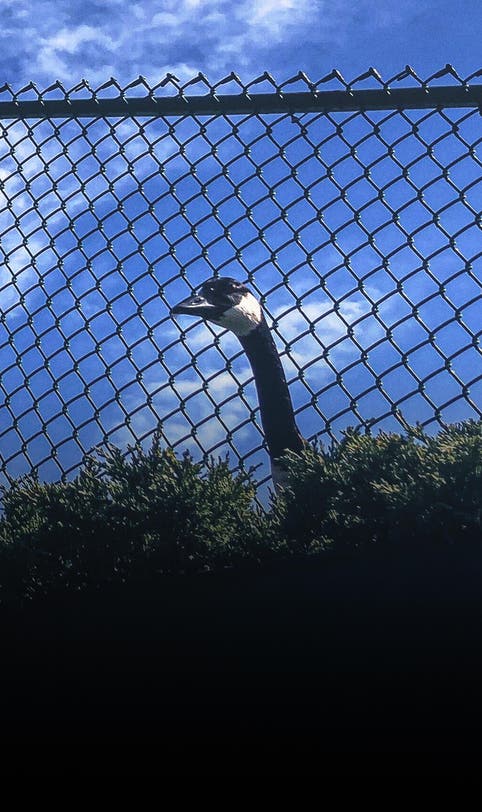 Chicago Cubs praised by PETA for response to viral goose nest at Wrigley