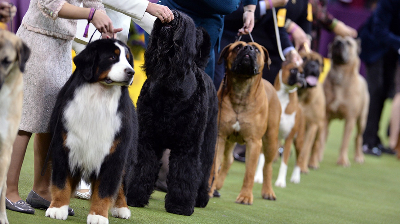 America's Dog Show, 144th Westminster Kennel Club Dog Show Returns to FOX Sports