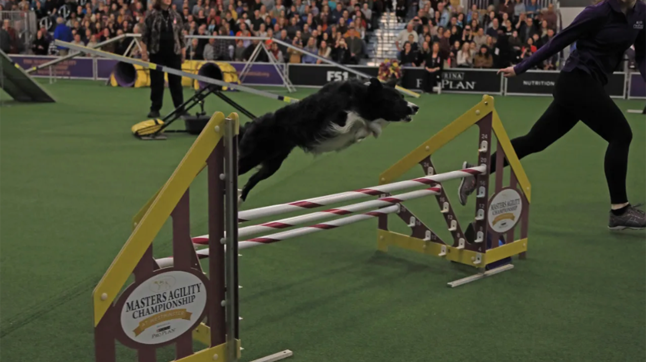 146th Westminster Kennel Club Dog Show Returns to FOX Sports