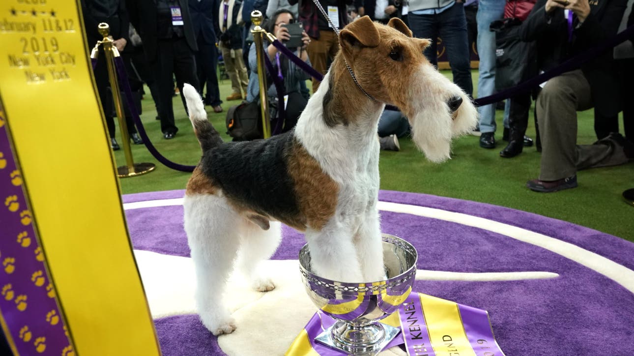 Westminster Kennel Club Dog Show Marathon on FS1