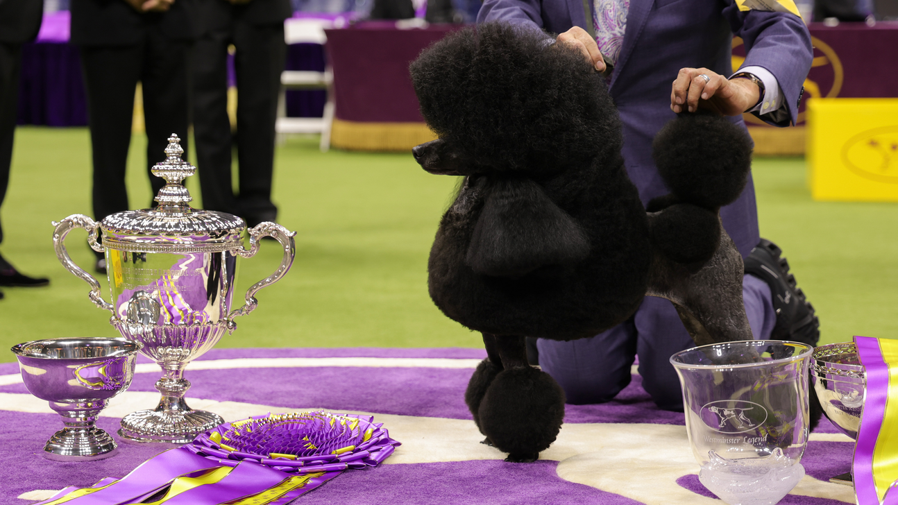 Fox Sports Presents The 149th Annual Westminster Kennel Club Dog Show Presented By Purina Pro Plan February 8, 10 & 11