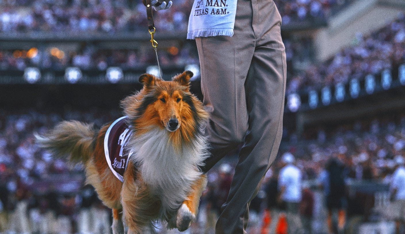 Texas A&M's Collie Mascot Reveille X Has Eye Removed After Glaucoma Diagnosis