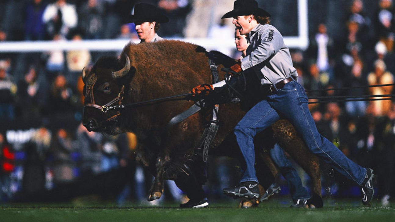 Colorado To Debut New Live Buffalo Mascot, 'Ralphie VII,' Against Wyoming