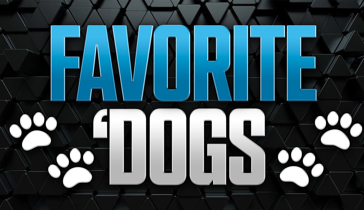 Favourite ‘Canines: Again Joe Burrow-less Bengals to Cowl in Minnesota