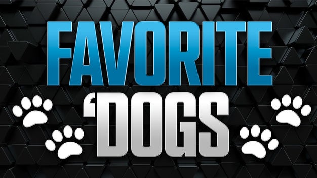 Favorite 'Dogs: Back Joe Burrow-less Bengals to Cover in Minnesota