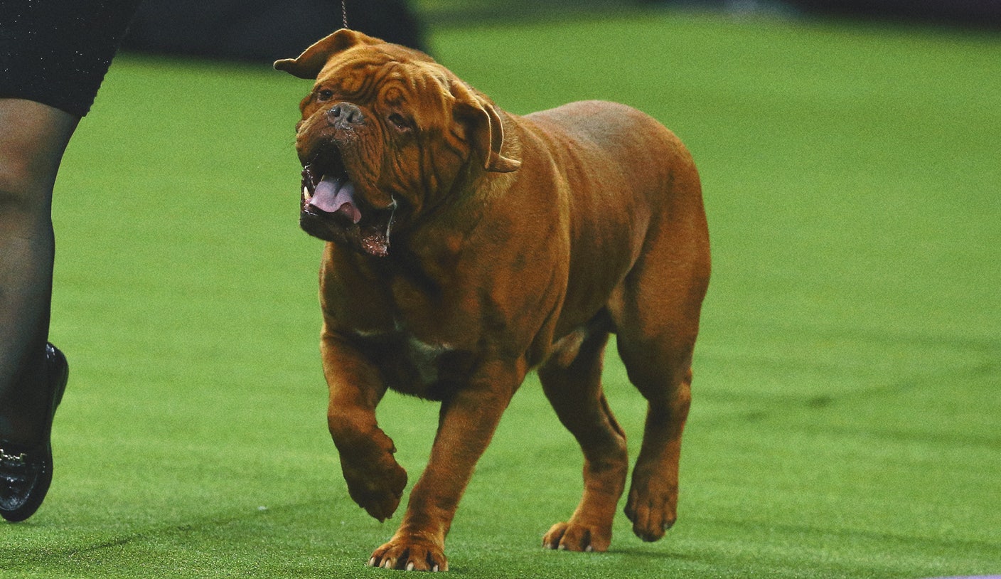 The Westminster Dog Show Turns 150. Here's What Has And Hasn't Changed Over Time