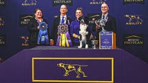 WKC Trending Image: 2026 WKC Dog Show: Prove-It The Border Collie Wins Masters Agility Championship