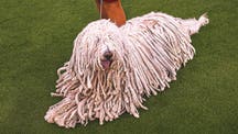 WKC Trending Image: 2026 WKC Dog Show: Everything To Know About This Year's Competition