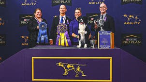 WKC Trending Image: 2026 WKC Dog Show: Prove-It The Border Collie Wins Masters Agility Championship