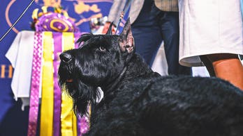 2026 Westminster Dog Show: Schedule, How to Watch, Dates, TV, Streaming