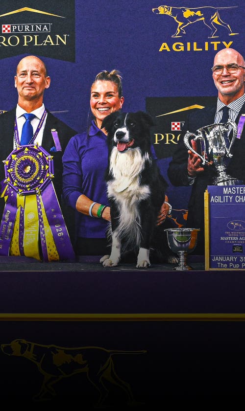 2026 WKC Dog Show: Prove-It The Border Collie Wins Masters Agility Championship