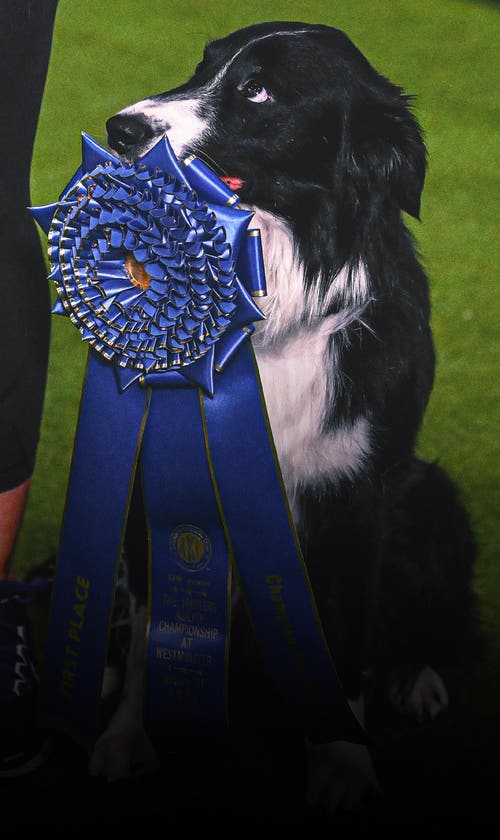 2026 WKC Dog Show: Everything To Know About This Year's Competition