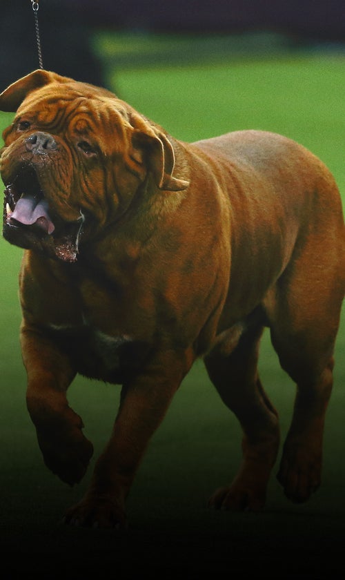 The Westminster Dog Show Turns 150. Here's What Has And Hasn't Changed Over Time