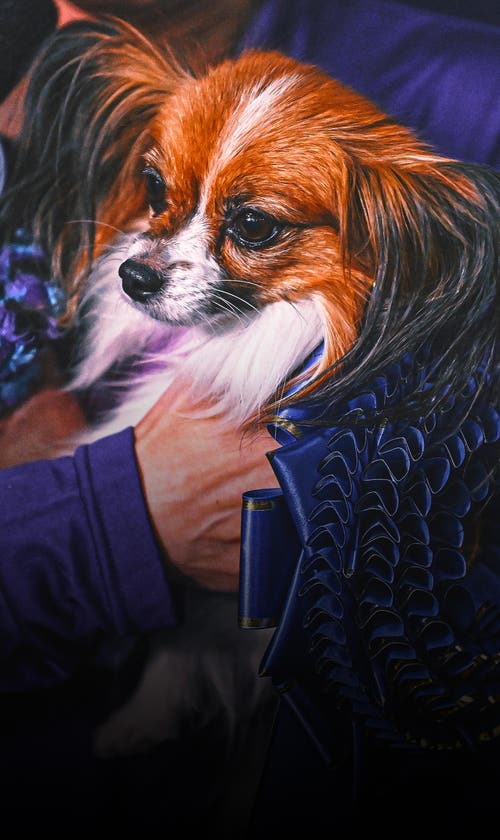 Decoding Westminster Kennel Club Show Dogs' Quirky, Tongue-Twisting Names