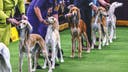 2026 Westminster Kennel Club Dog Show: Group Winners, Results From Day 1