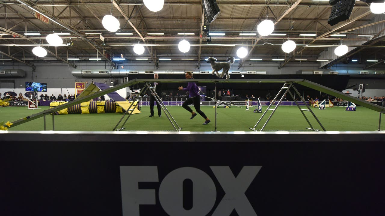 2019 Masters Agility Championship at Westminster 2