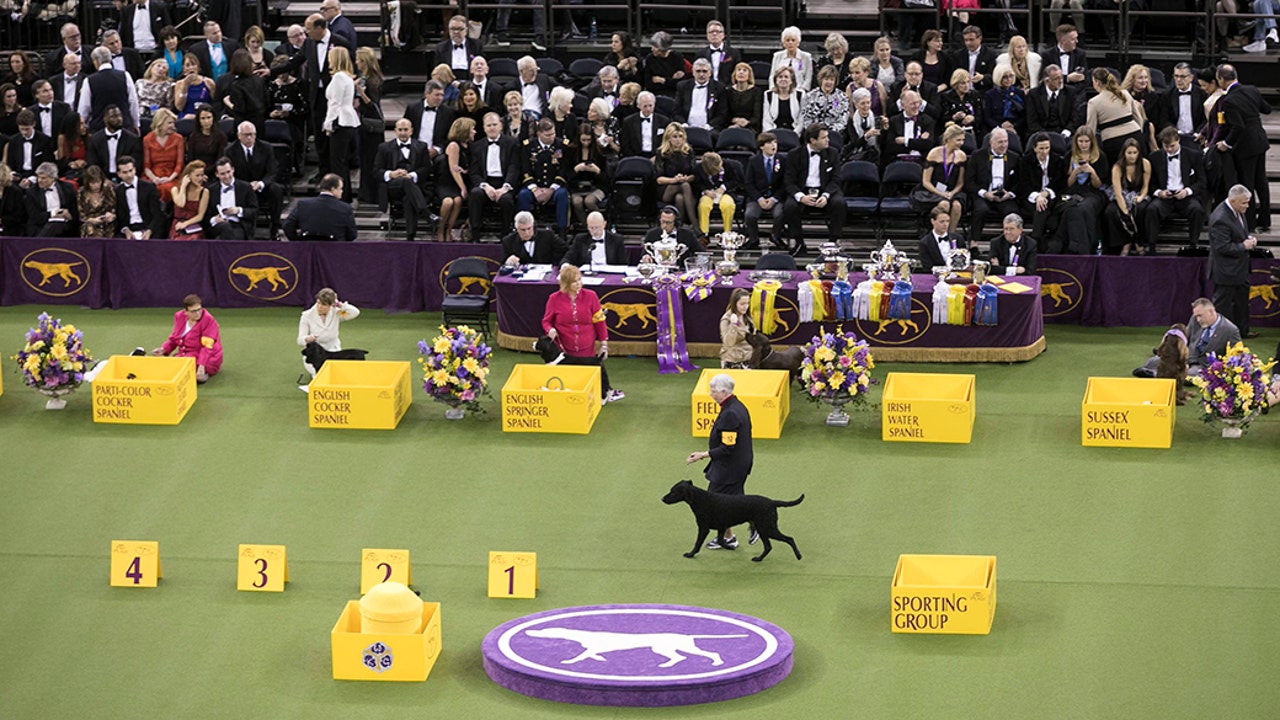 2017 Westminster Kennel Club Dog Show Ring