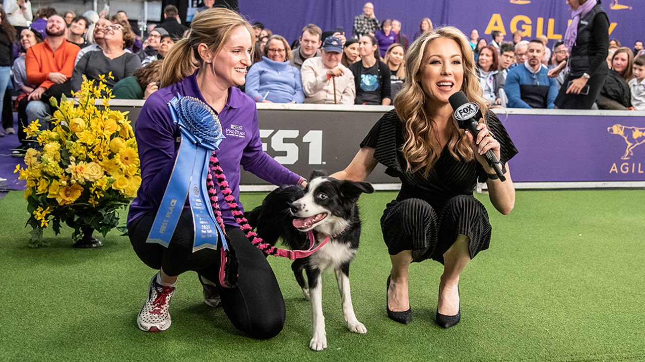 Jennifer Hale with P!nk the Border Collie at the 2020 Masters Agility Championship at Westminster