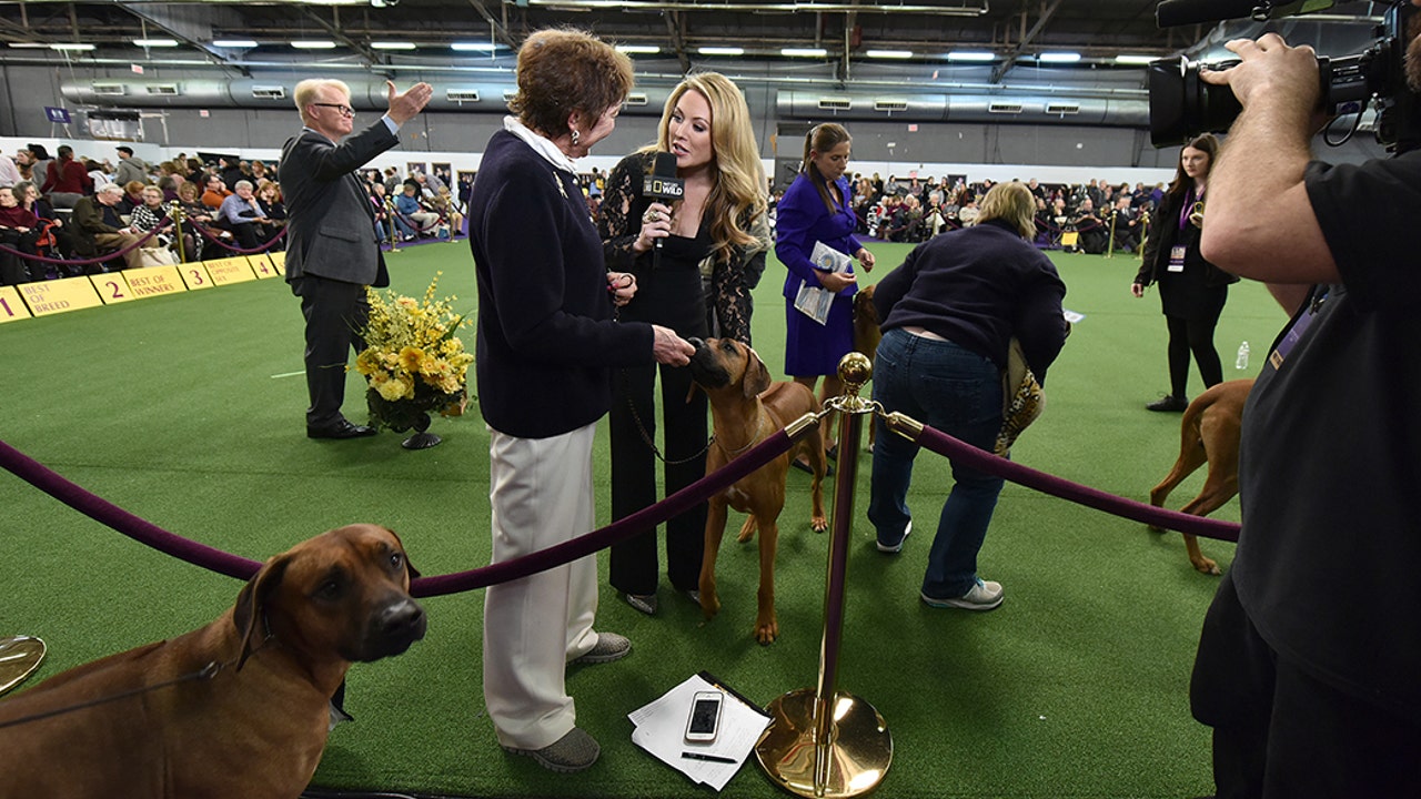 Jennifer Hale During Daytime Breed Judging of the 143rd Westminster Kennel Club Dog Show
