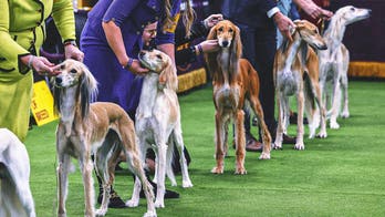 2026 Westminster Kennel Club Dog Show: Group Winners, Results from Day 2