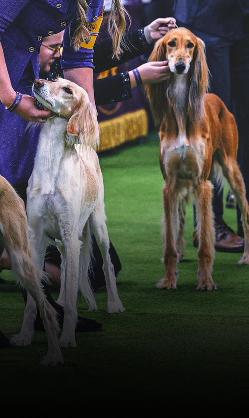 2026 Westminster Kennel Club Dog Show: Group Winners, Results From Day 1