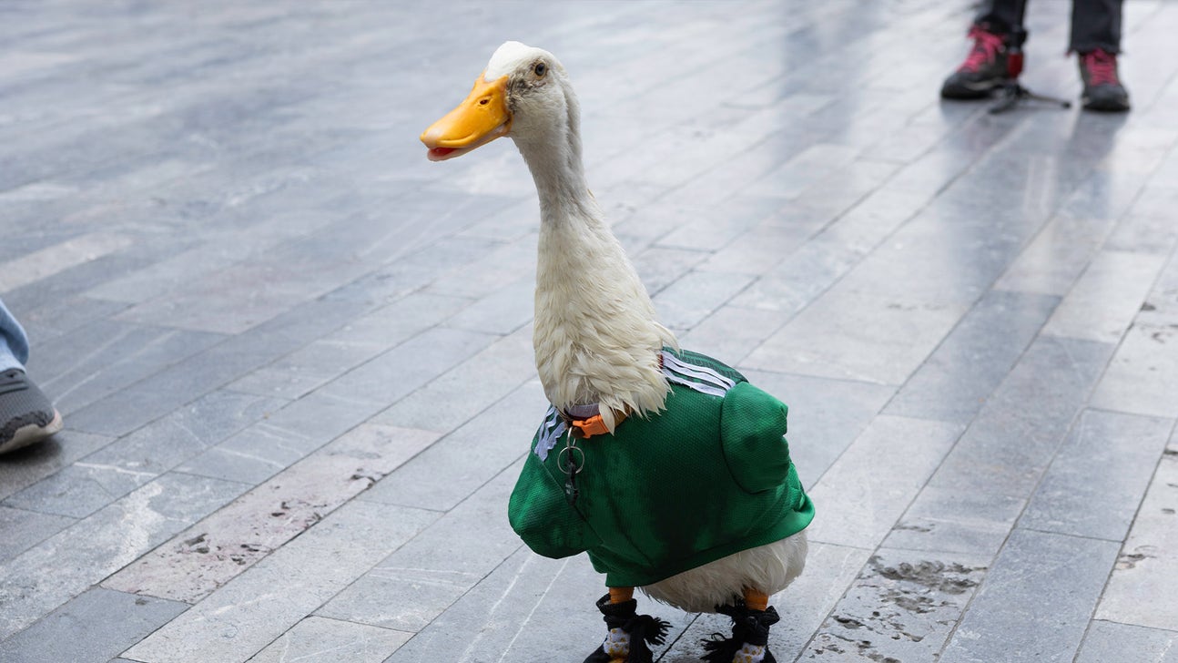 FIFA Rules Keep Mexico's Merlin The Duck Out Of Stadium For Group Stage Match