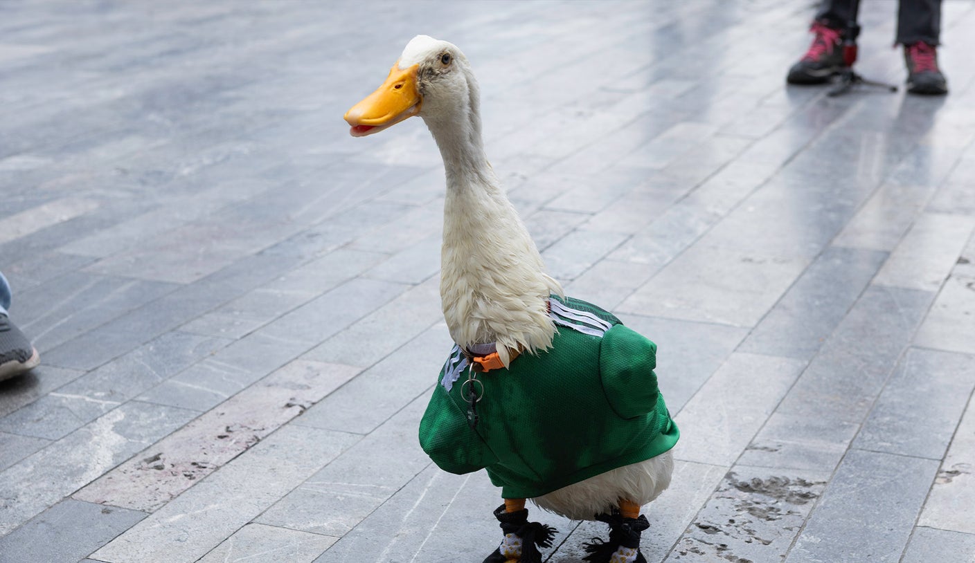 FIFA Rules Keep Mexico's Merlin The Duck Out Of Stadium For Group Stage Match